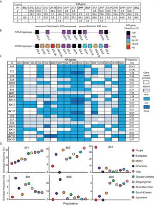 High-Resolution Analysis Identifies High Frequency of KIR-A Haplotypes and Inhibitory Interactions of KIR With HLA Class I in Zhejiang Han